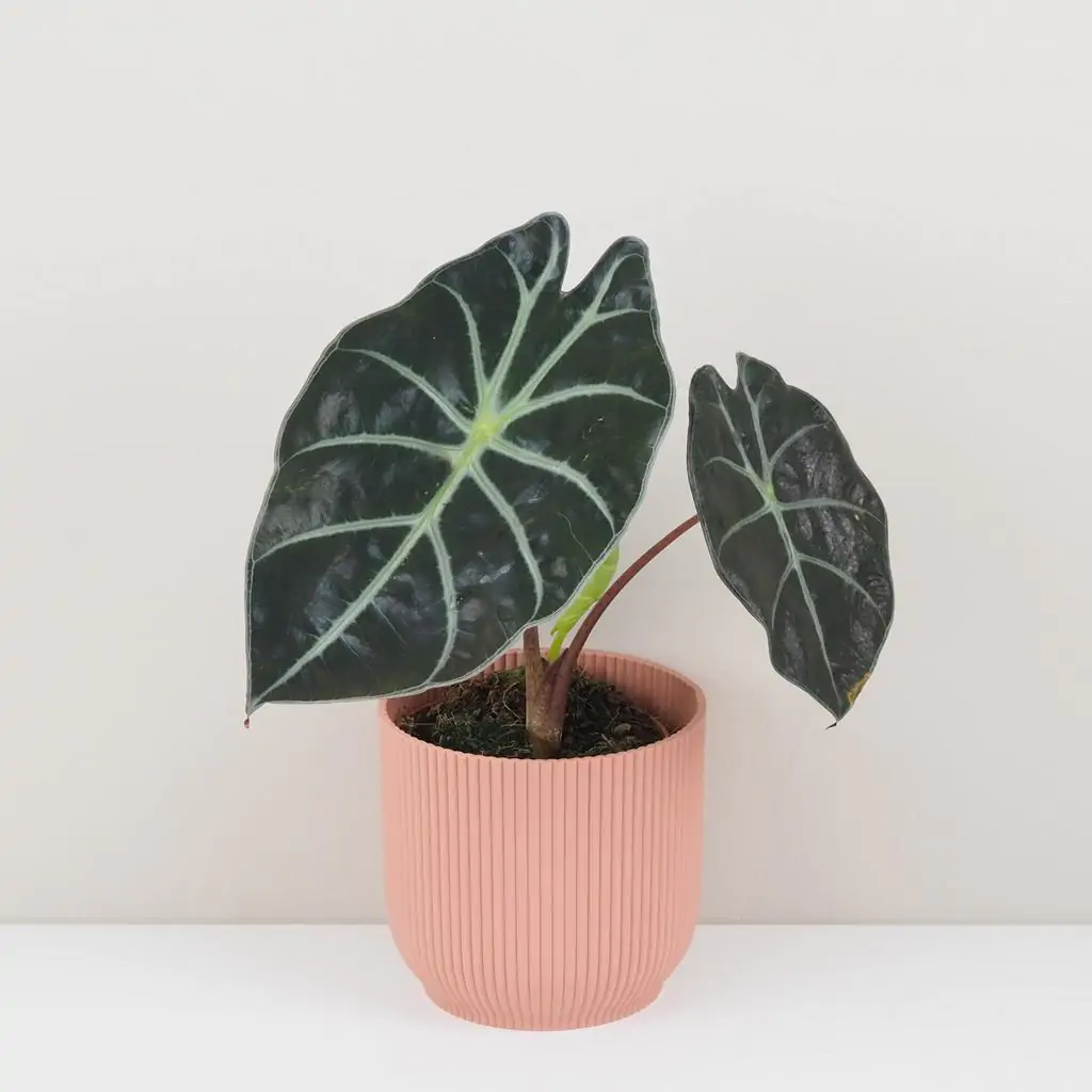 Alocasia suhirmaniana ‘Red Petiole’
