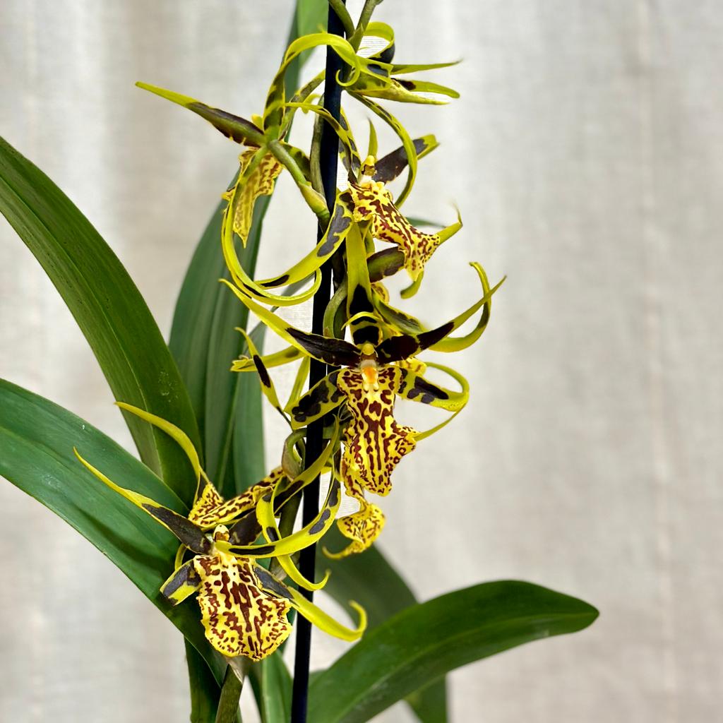 Orchidea Banfieldara Gilded Tower ‘Thai Gold’