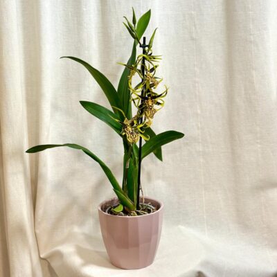 Orchidea Banfieldara Gilded Tower ‘Thai Gold’ orchidea banfieldara