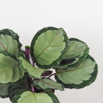 Calathea roseopicta ‘Corona’ Calathea roseopicta Corona farebna izbova rastlina