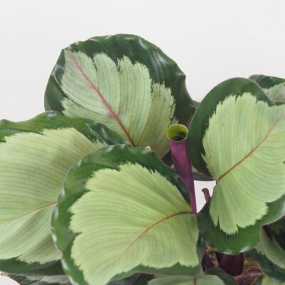 Calathea roseopicta ‘Corona’ Calathea roseopicta Corona farebna izbova rastlina