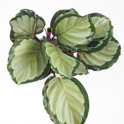 Calathea roseopicta ‘Corona’ Calathea roseopicta Corona farebna izbova rastlina