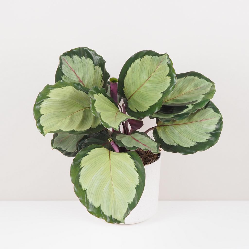 Calathea roseopicta ‘Corona’