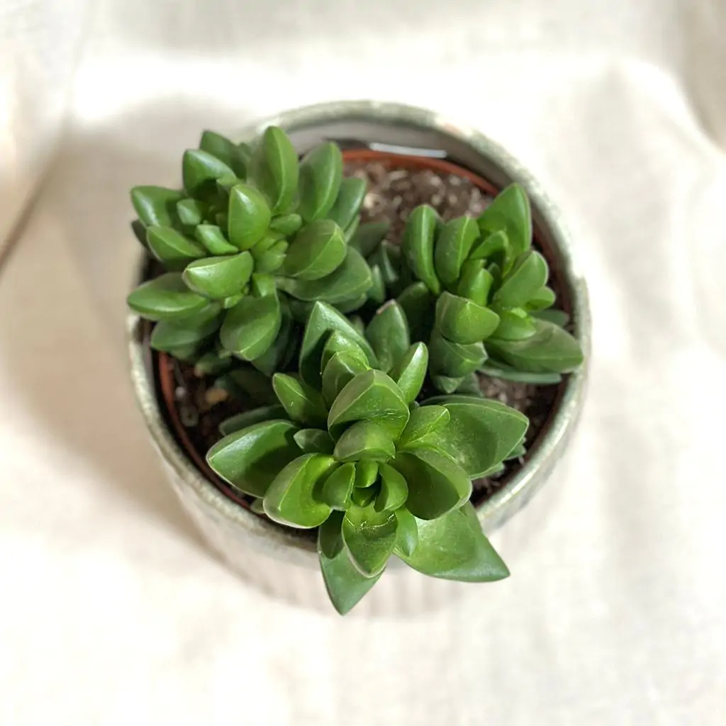 Tučnolist / Crassula ‘Ben’ tucnolist crassula ben