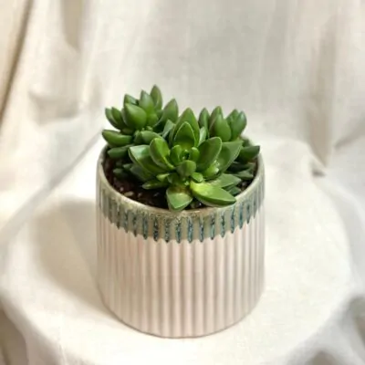 tucnolist crassula ben