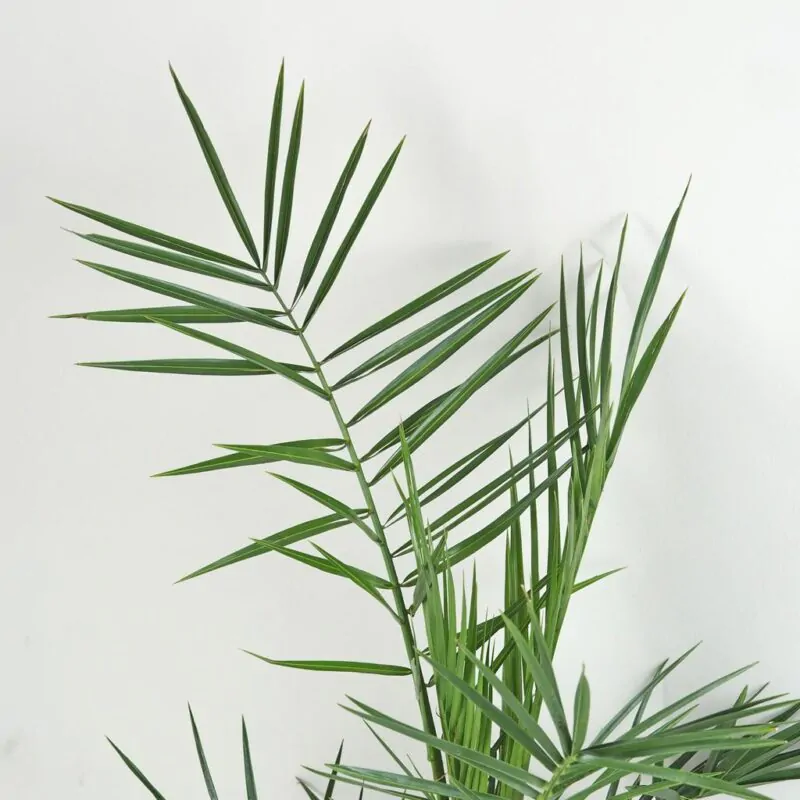 Ďatlovník kanársky Phoenix canariensis palma exterierova rastlina