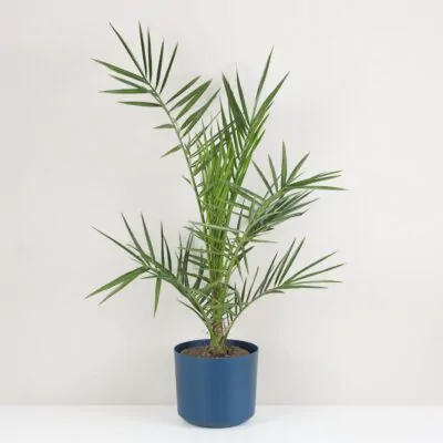 Ďatlovník kanársky Phoenix canariensis palma exterierova rastlina