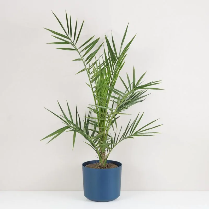 Ďatlovník kanársky Phoenix canariensis palma exterierova rastlina