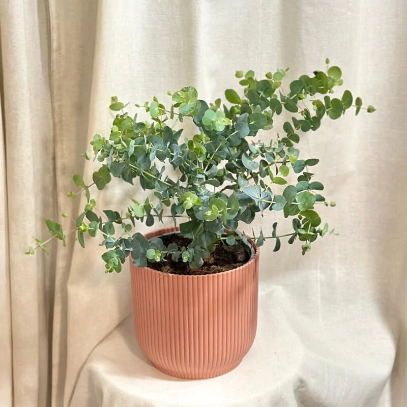 eucalyptus cinerea