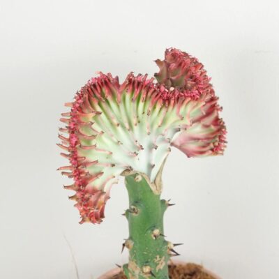 Euphorbia lactea ‘Cristata’ ružová euphorbia lactea cristata ruzova sukulent