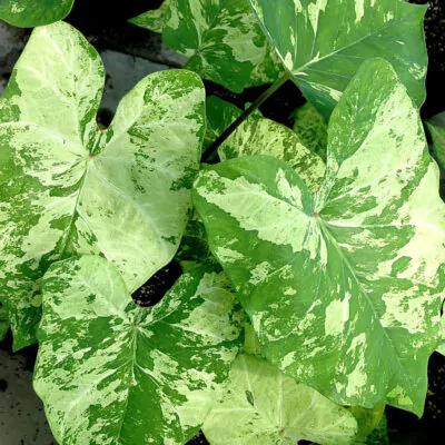 hluza caladium frog in a blender ako vypestovat kaladium z hluzy