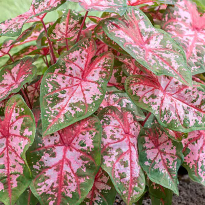 hluza caladium carolyn whorton ako vypestovat kaladium z hluzy