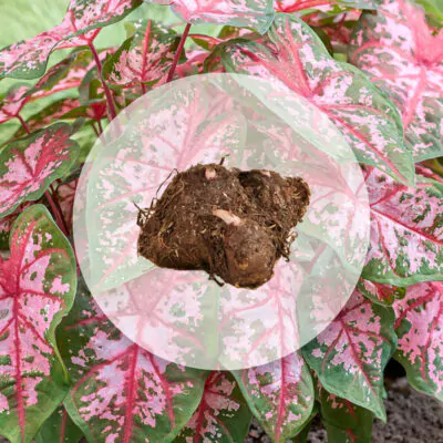 hluza caladium carolyn whorton ako vypestovat kaladium z hluzy