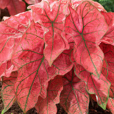 hluza caladium festivia ako vypestovat kaladium z hluzy