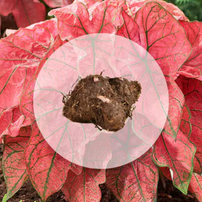 hluza caladium festivia ako vypestovat kaladium z hluzy
