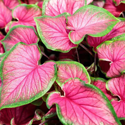 hluza caladium florida sweetheart ako vypestovat kaladium z hluzy