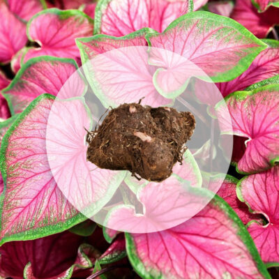 hluza caladium florida sweetheart ako vypestovat kaladium z hluzy