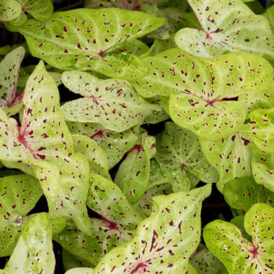 hluza caladium miss muffet ako vypestovat kaladium z hluzy