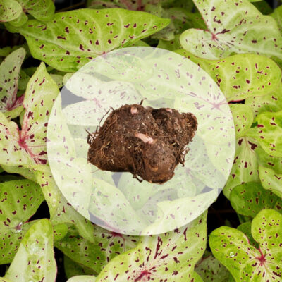 hluza caladium miss muffet ako vypestovat kaladium z hluzy