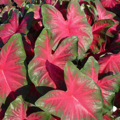hluza caladium royal flush ako vypestovat kaladium z hluzy