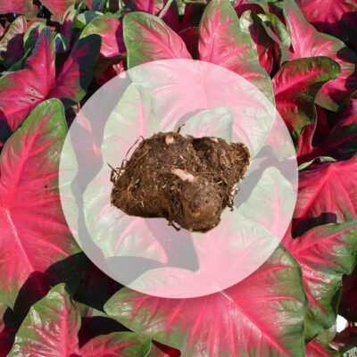 hluza caladium royal flush ako vypestovat kaladium z hluzy