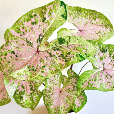 hluza caladium seafoam pink ako vypestovat kaladium z hluzy