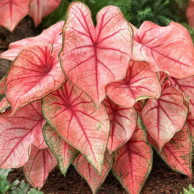 hluza caladium spring fling ako vypestovat kaladium z hluzy