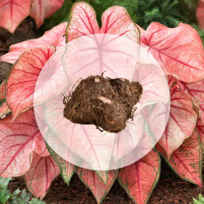 hluza caladium spring fling ako vypestovat kaladium z hluzy