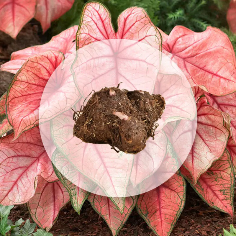 hluza caladium spring fling ako vypestovat kaladium z hluzy