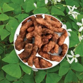 Hľuzy Oxalis triangularis zelený 5 ks