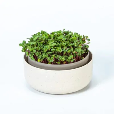 klicicaca miska na mikrobylinky klicky microgreens