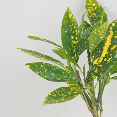 Krotonovec Codiaeum variegatum Gold Dust maly
