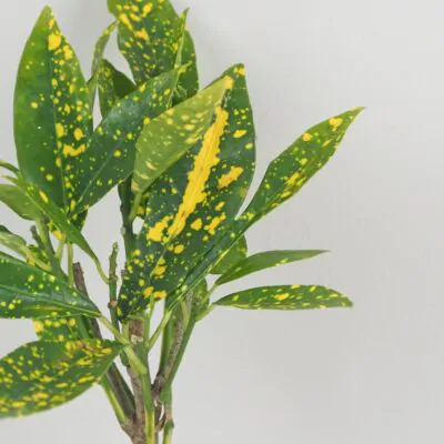 Krotonovec Codiaeum variegatum Gold Dust maly