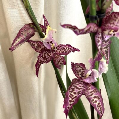 Orchidea Degamoara ‘Purple Princess’ orchidea Degamoara Purple Princess
