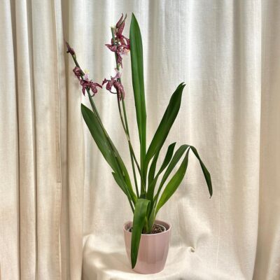 Orchidea Degamoara ‘Purple Princess’ orchidea Degamoara Purple Princess