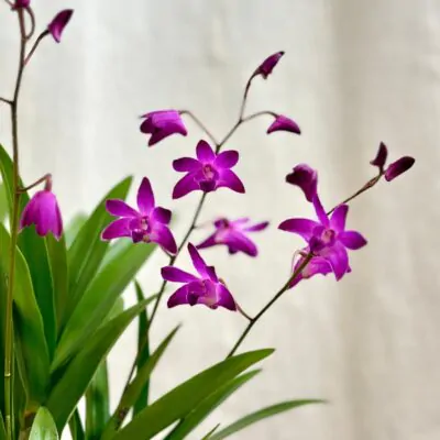 Ako si vybrať prvú izbovú rastlinu: 6 tipov, aby vám vydržala a robila radosť orchidea dendrobium berry oda
