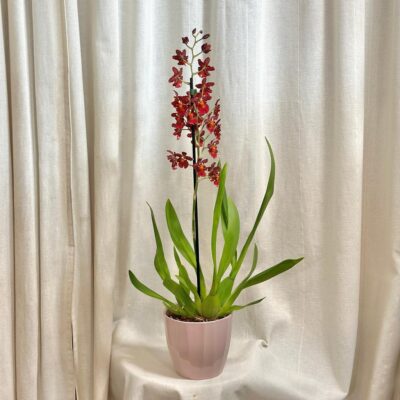 Orchidea Miltonidium ‘Guan Shin Rouge’ orchidea Miltonidium ‘Guan Shin Rouge’