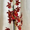 orchidea Miltonidium ‘Guan Shin Rouge’