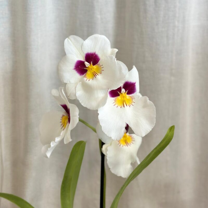 orchidea Miltoniopsis ‘Herr Alexandre’