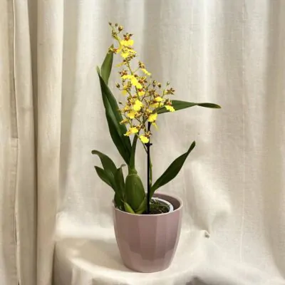 orchidea oncidium flexuosum