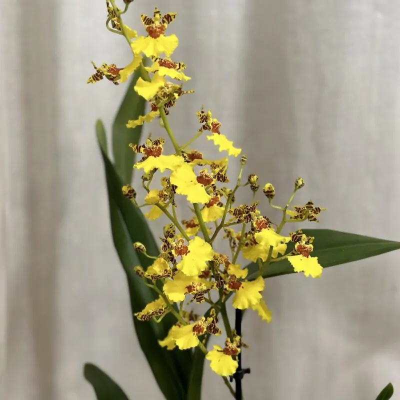 orchidea oncidium flexuosum