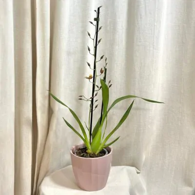orchidea oncidium mirandum
