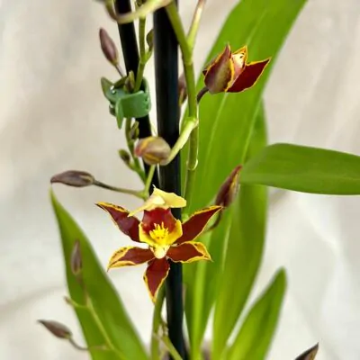 orchidea oncidium mirandum