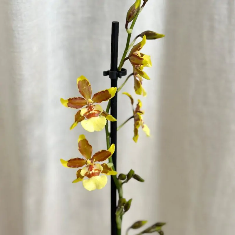orchidea oncidium