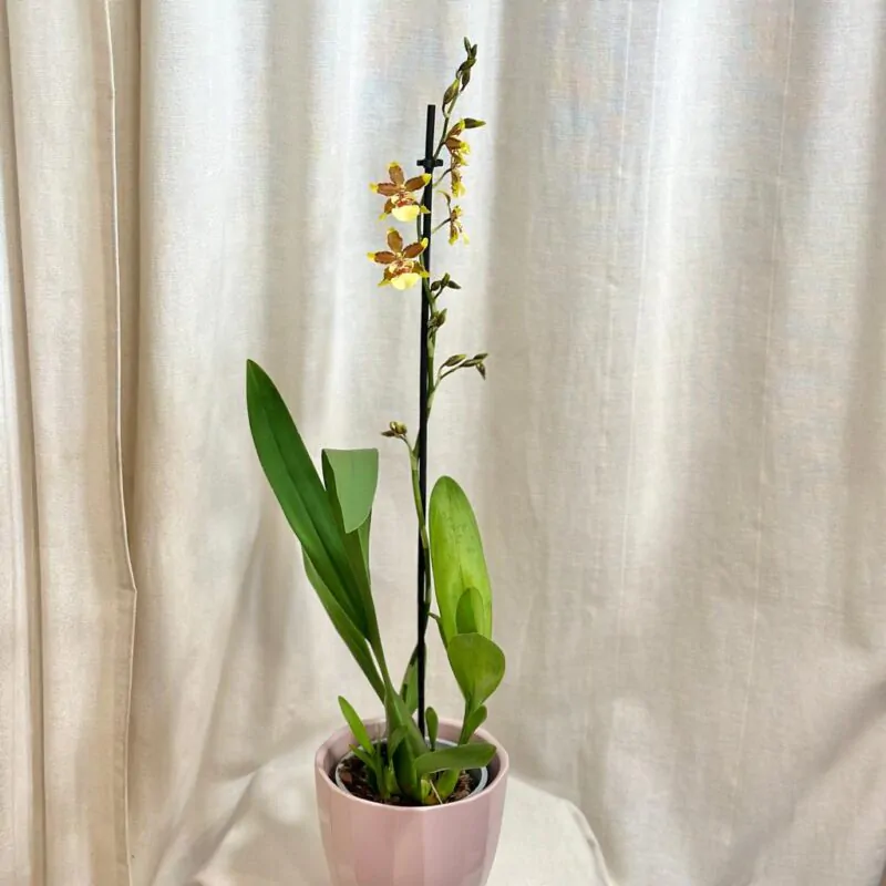 orchidea oncidium