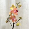 orchidea Phalaenopsis ‘Sunset Love’