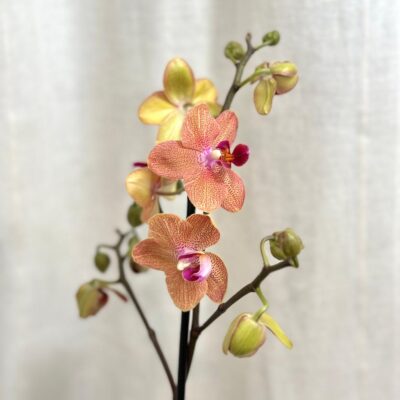 orchidea Phalaenopsis ‘Sunset Love’