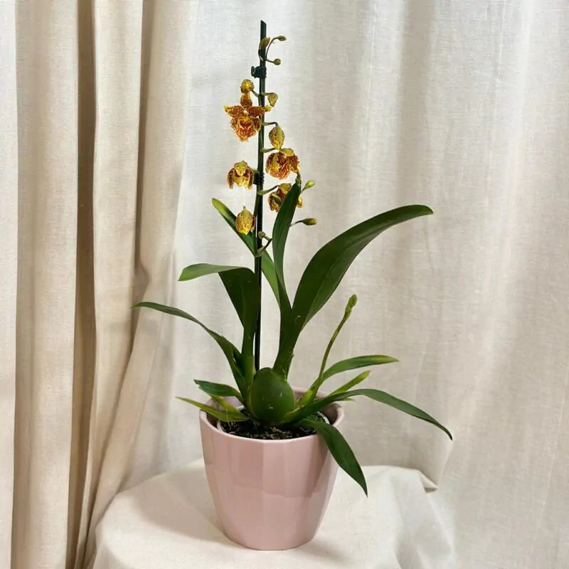 orchidea Rudolfiella floribunda