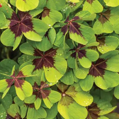 oxalis deppei hluzy pestovanie z hluz izbove rastliny