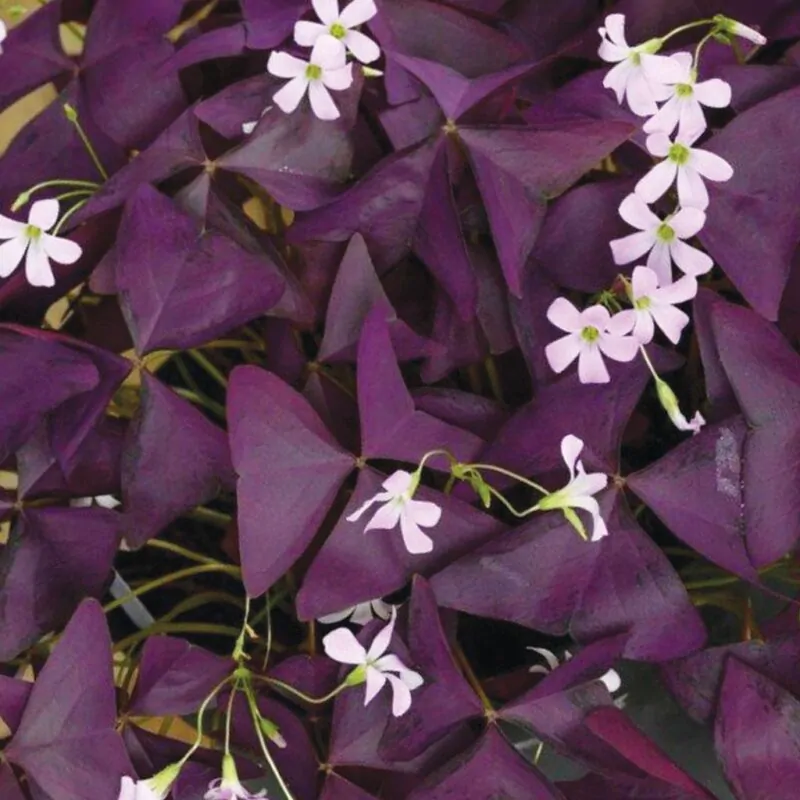 hluzy oxalis triangularis fialovy pestovanie z hluz izbove rastliny